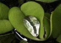 Wassertropfen auf einem Schwimmfarn (Salvinia)